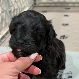 Black male - Black male Miniature Schnauzer puppy in Forest, Virginia from Prestige Kennel LLC