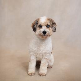 Mocha - Sheepadoodle