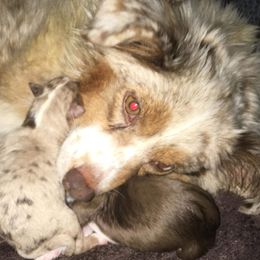 Scarlet - Miniature Australian Shepherd
