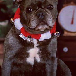 French Bulldogs from Pettybilt Frenchies