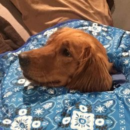 Pebbles - Golden Retriever