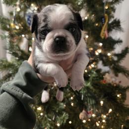 Boy 3 - Brindle male Pug puppy in Auburn, Kentucky from Prentice Family Pugs, Bugs & Corgis