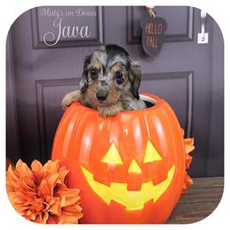 JAVA - Reserved - Black and tan female Dachshund puppy in Graceville, Florida from Misty's 101 Doxies