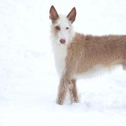 Ibizan Hound All Grown Up from Altamira Wire Ibizan Hounds