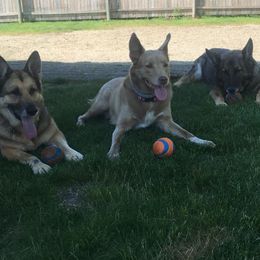 German Shepherds from Precious Pets