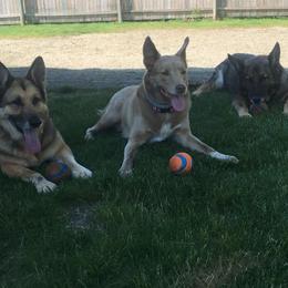 German Shepherds from Precious Pets