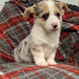 American Corgi Puppies from Bitty B Farms