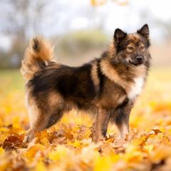 Emmett - Nenets Herding Laika