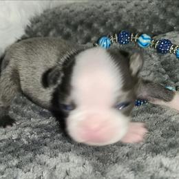 Baxter - Blue male French Bulldog puppy in Camden, Michigan from Valley of the Blue Dogs