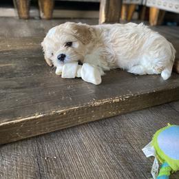 Cavapoo and Havapoo Puppies from Perfectly Playful Doodles