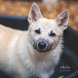 Italian Greyhounds and Norwegian Buhunds from Valhasar Norwegian Bunhund Kennels