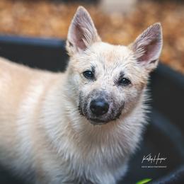 Italian Greyhounds and Norwegian Buhunds from Valhasar Norwegian Bunhund Kennels