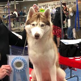 Beatrice  - Siberian Husky