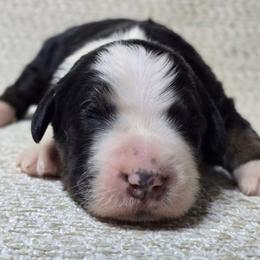 Oreo - Tri-color female Bernedoodle puppy in Austin, Texas from Austin Doodles & Poodles
