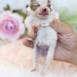Audrey - Blue merle female Pomeranian puppy in Sacramento, California from My Precious Poms