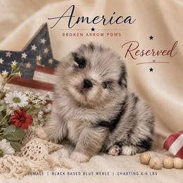 America - Blue merle female Pomeranian puppy in Sandia, Texas from Broken Arrow Poms