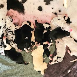 Puppy 9 - Mantle male Great Dane puppy in Castle Rock, Washington from Uber Alles Great Danes