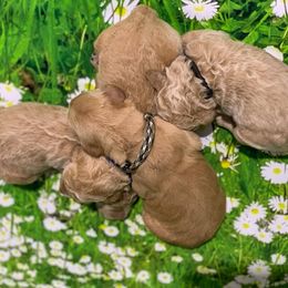 Goldendoodle Puppies from Bear Ridge Doodles