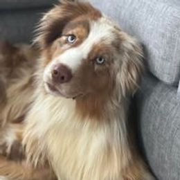 Duke - Australian Shepherd