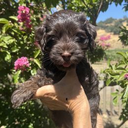 Lime collar girl - Chocolate female Australian Labradoodle puppy in Fairfield, California from Twin Sisters Doodles