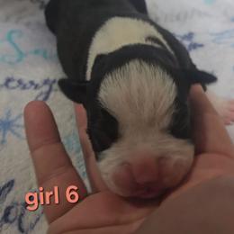 Girl 6 - Brindle female Boxer puppy in Temple, Georgia from B&B Boxers