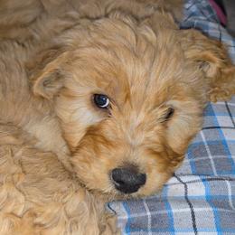 Goldendoodles and Labradoodles from Caldron Falls Doodles and Poodles
