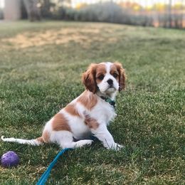 Cavalier King Charles Spaniel Puppies from Sophia's Hearth Cavaliers