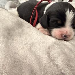 Lover - Black white and tan female English Springer Spaniel puppy in Cleburne, Texas from Powers English Springer Spaniels