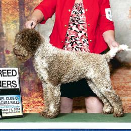 Mya - Lagotto Romagnolo