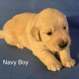 Navy Boy - Golden male Golden Retriever puppy in Sarasota, Florida from Chevaline Goldens