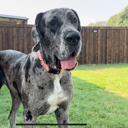 Maxine - Great Dane