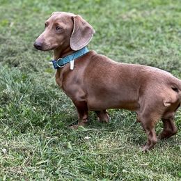 Dachshunds from Dippin’ Dachs Mini Dachshunds