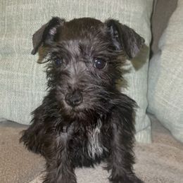 Miniature Schnauzers from Flores Schnauzers