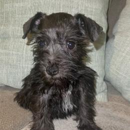 Miniature Schnauzers from Flores Schnauzers