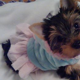 Yorkshire Terriers from LV Yorkies