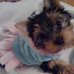 Yorkshire Terriers from LV Yorkies