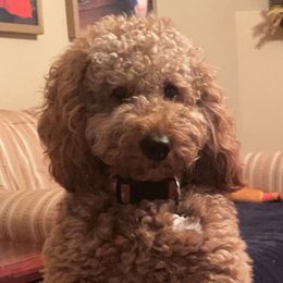 Goldendoodles from Dee Dee’s Mini Golden Doodles