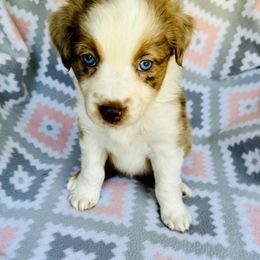 Australian Shepherd Puppies from Jo’s Aussies