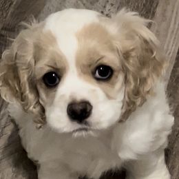 Lucy - Buff and white Cocker Spaniel puppy in Idaho from Rocky's Cocker Spaniels