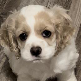 Lucy - Buff and white Cocker Spaniel puppy in Idaho from Rocky's Cocker Spaniels