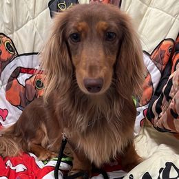 Dachshunds from Critter Ridge mini long hair Dachshunds