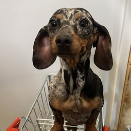 Fiona - Dachshund