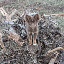 Clyde - Red tri male Toy Australian Shepherd puppy in Bly, Oregon from Rockin AC Toy Aussies