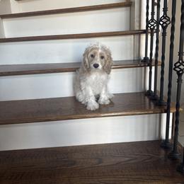 Frost - Buff and white male Cockapoo puppy in Mobile, Alabama from Ace of Spades Yorkies