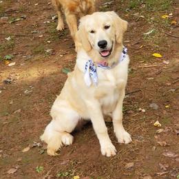 Jewels - Golden Retriever