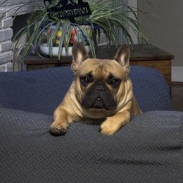 American Bulldog, French Bulldog, and Rat Terrier All Grown Up from DF's Unlimited Ruff