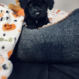 Maltipoo Puppies from Awwws-n-Pawws
