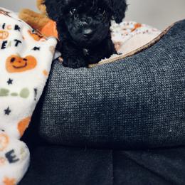 Maltipoo Puppies from Awwws-n-Pawws