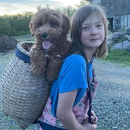 Australian Cobberdog Puppies from Faberge Australian Cobberdogs