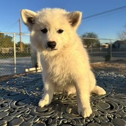 Leo - White male American Eskimo Dog puppy in Hesperia, California from Bella's American Eskimos